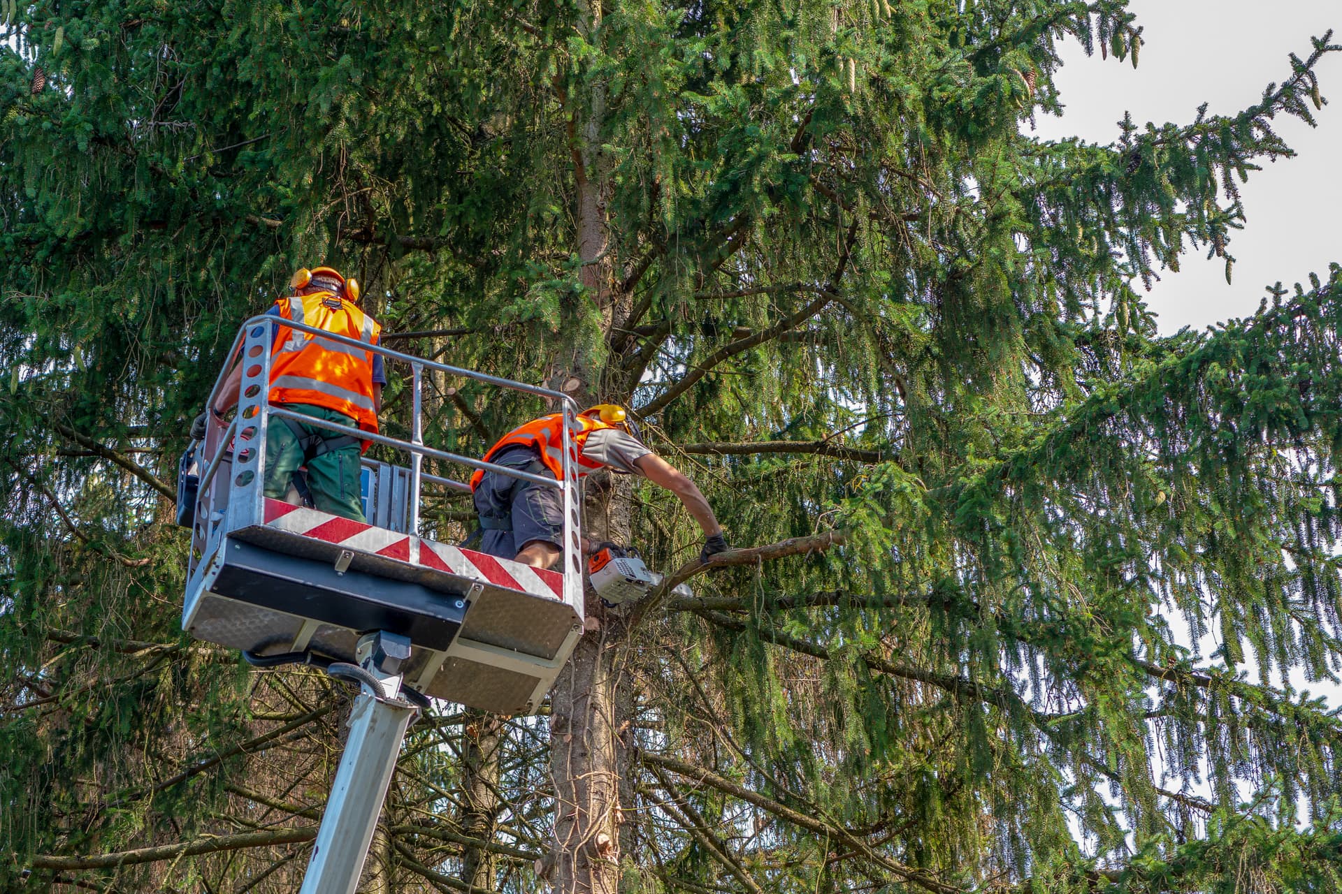 baum-und-garten-profi-10