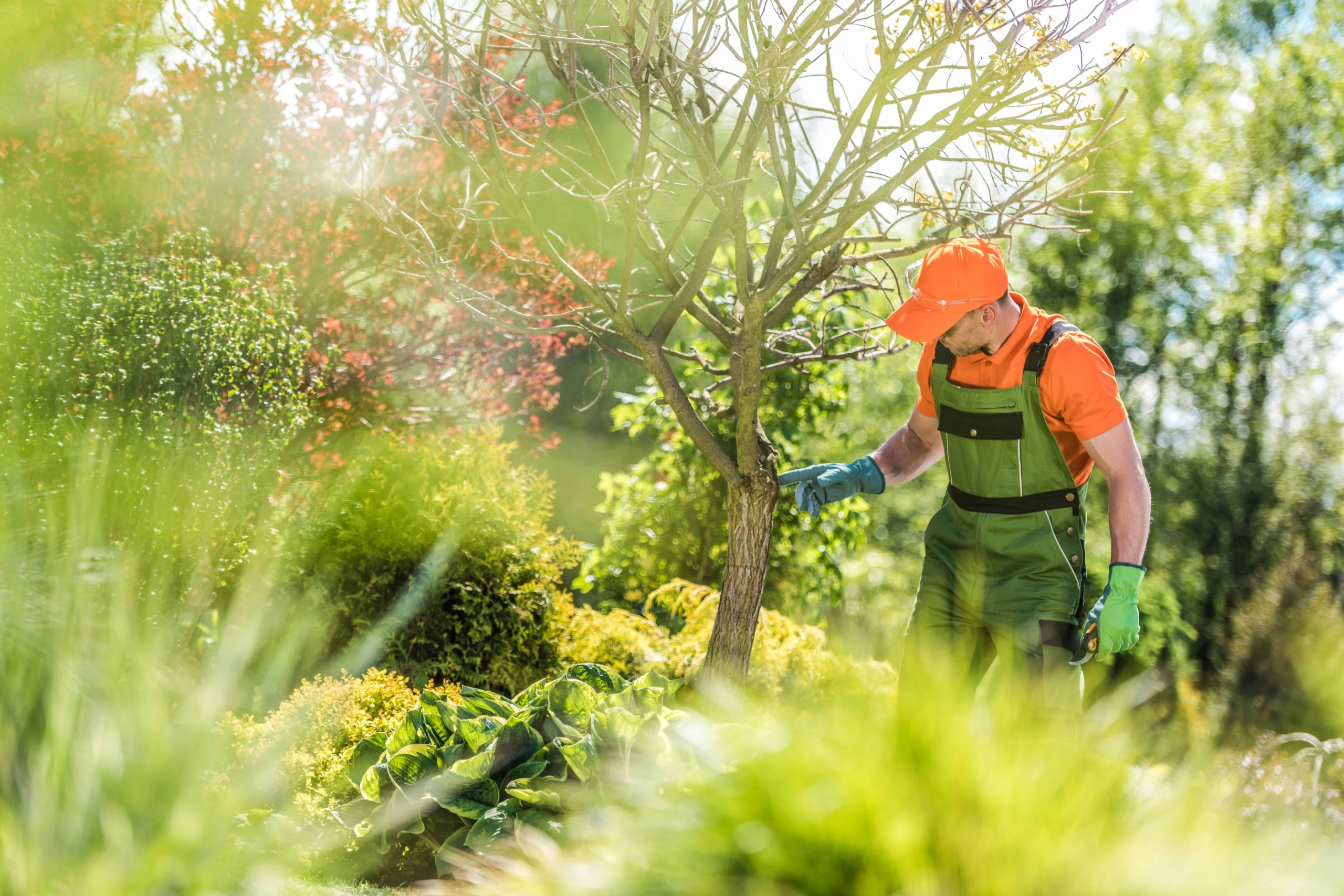 Baumfällung und Pflege im Garten Baumfällung und Pflege im Garten in